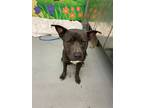 Adopt ARF VADER a Pit Bull Terrier, Mixed Breed