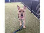 Adopt BOJANGLES a Pit Bull Terrier