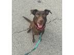 Adopt Godiva ???? a Brown/Chocolate Labrador Retriever dog in Irwin