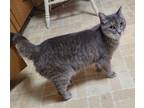 Adopt Lillibet a Gray or Blue Domestic Shorthair / Mixed cat in Bossier City