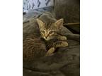 Adopt Kimi Sweeny a Spotted Tabby/Leopard Spotted Domestic Shorthair / Mixed cat