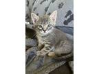 Adopt Miso Sweeny a Spotted Tabby/Leopard Spotted Domestic Shorthair / Mixed cat