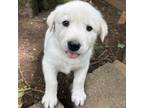 Adopt Rocky Road a White Golden Retriever dog in Louisville, KY (41331479)