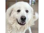 Adopt Buck a White Great Pyrenees / Mixed dog in Louisville, KY (41458054)