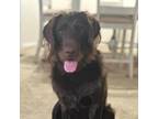 Adopt Rio a Black Labradoodle dog in Louisville, KY (40644164)