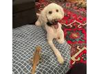 Adopt Luke the Doodle a White - with Gray or Silver Goldendoodle dog in