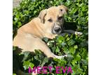 Adopt Eva a Great Pyrenees dog in Louisville, KY (40903783)