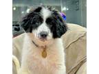 Adopt Lizzie a White - with Black Great Pyrenees dog in Louisville