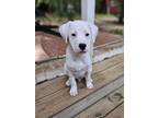 Adopt Queso a White Pit Bull Terrier / Staffordshire Bull Terrier dog in