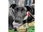 Adopt Pepper a Black German Shepherd Dog / Labrador Retriever dog in Raleigh