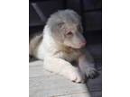 Adopt Kramer a Brown/Chocolate - with White Australian Shepherd dog in Raleigh