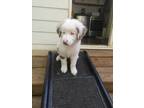 Adopt Jerry a Tricolor (Tan/Brown & Black & White) Australian Shepherd dog in