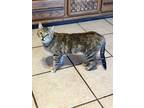 Adopt Sugar Belle a Domestic Shorthair (short coat) cat in Tucson, AZ (41458047)
