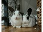 Adopt Princess Leah a White Lop-Eared rabbit in Westford, MA (40934207)