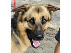 Adopt SPIRIT a Tan/Yellow/Fawn - with Black German Shepherd Dog / Mixed dog in