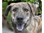 Adopt Tiger a Bernese Mountain Dog / Labrador Retriever / Mixed dog in San