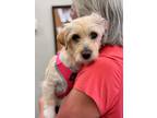 Adopt Muffy a White Jack Russell Terrier dog in Phoenix, AZ (41458025)