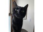 Adopt Tasha a All Black Domestic Shorthair (short coat) cat in Grand Rapids