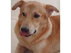 Adopt FENDI - local a Tan/Yellow/Fawn - with White Anatolian Shepherd / Cattle