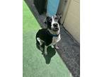 Adopt Bella a Black - with White Pointer dog in Seminole, FL (41378661)