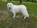 Adopt Toby a White Great Pyrenees / Mixed dog in Longview, TX (41457940)