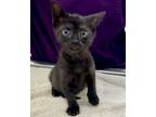 Adopt Onyx a All Black Domestic Shorthair / Mixed (short coat) cat in Fort