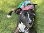 Adopt Ari a Black Mixed Breed (Medium) dog in San Diego, CA (41458014)