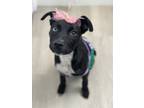 Adopt Stella 3 a Black Mixed Breed (Medium) dog in San Diego, CA (41458013)