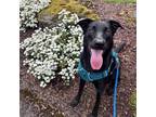 Adopt Nova - AVAILABLE a Labrador Retriever / Belgian Malinois dog in Seattle