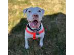 Adopt Loki - AVAILABLE a Pit Bull Terrier / Mixed dog in Seattle, WA (38758298)