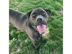 Adopt Brawny - AVAILABLE a Black Pit Bull Terrier / German Shepherd Dog dog in