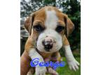 Adopt George a Brown/Chocolate - with White Boxer / Mixed Breed (Medium) dog in