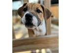 Adopt Mac a Brown/Chocolate - with White Boxer / Mixed Breed (Medium) dog in