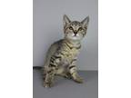 Adopt Madina a Brown Tabby Domestic Shorthair / Mixed (short coat) cat in