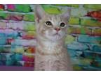 Adopt Tucker a Spotted Tabby/Leopard Spotted Domestic Shorthair / Mixed cat in