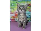 Adopt Dale a Spotted Tabby/Leopard Spotted Domestic Shorthair / Mixed cat in