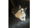 Adopt Baughns : Clover a White (Mostly) Domestic Shorthair / Mixed (short coat)