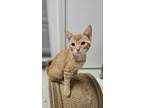 Adopt Olives : Sunflower a Orange or Red Domestic Shorthair / Mixed (short coat)