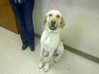 Adopt Cedrick a Yellow Labrador Retriever