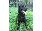 Adopt Alvin a Black Labrador Retriever