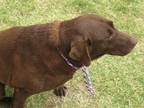 Adopt Jif a Chocolate Labrador Retriever