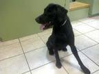 Adopt Clifton a Black Labrador Retriever