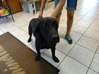 Adopt Short Stack a Black Labrador Retriever