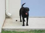 Adopt Skippy a Black Labrador Retriever