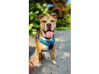 Adopt Princess a Red/Golden/Orange/Chestnut - with White Pit Bull Terrier dog in