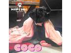 Adopt Coco (Courtesy Post) a Black Brittany / Mixed dog in Council Bluffs