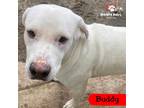 Adopt Buddy (Courtesy Post) a White Labrador Retriever / Great Pyrenees dog in