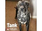 Adopt Tank (Courtesy Post) a Brindle Labrador Retriever / Great Pyrenees dog in