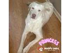 Adopt Princess (Courtesy Post) a Tricolor (Tan/Brown & Black & White) Labrador