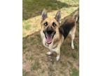 Adopt Doink a German Shepherd Dog, Mixed Breed